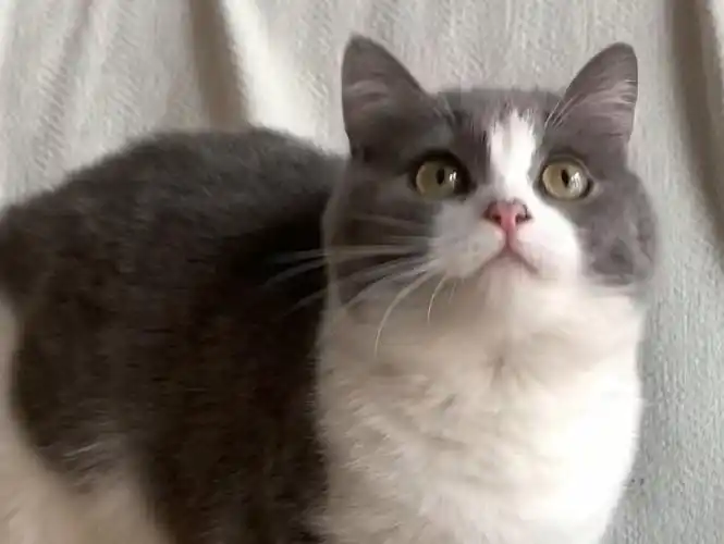 当我养了一只什么都ok的蓝白猫