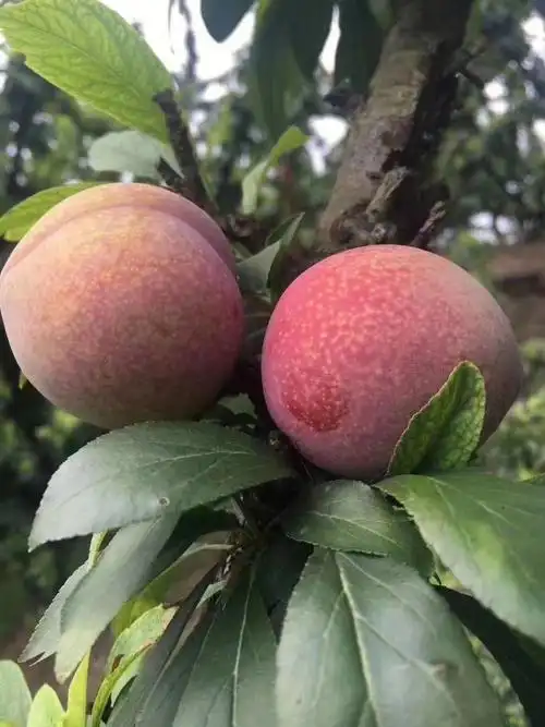 江南名果—嵊州桃形李