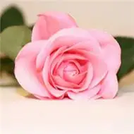 高清唯美花朵意境图片头像大全