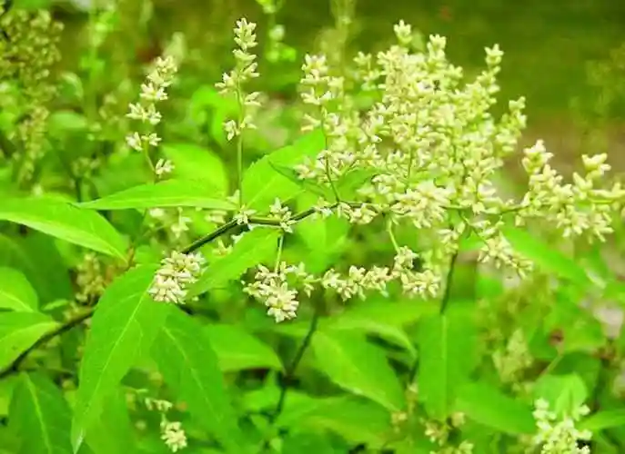 刘寄奴图片刘寄奴中药别名