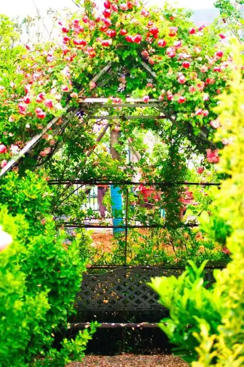 "玫瑰园内月季花海开放正艳时值初夏,百花盛开打造随州城区独一无二的