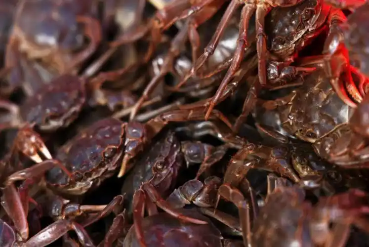 时有发生,去年在兴庆区农水部门的引荐下自己来到塞上黄河大闸蟹生态