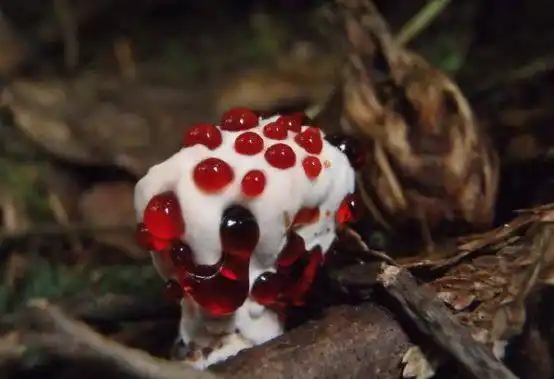 世界十大致命毒蘑菇,全见过的人不多_网易订阅