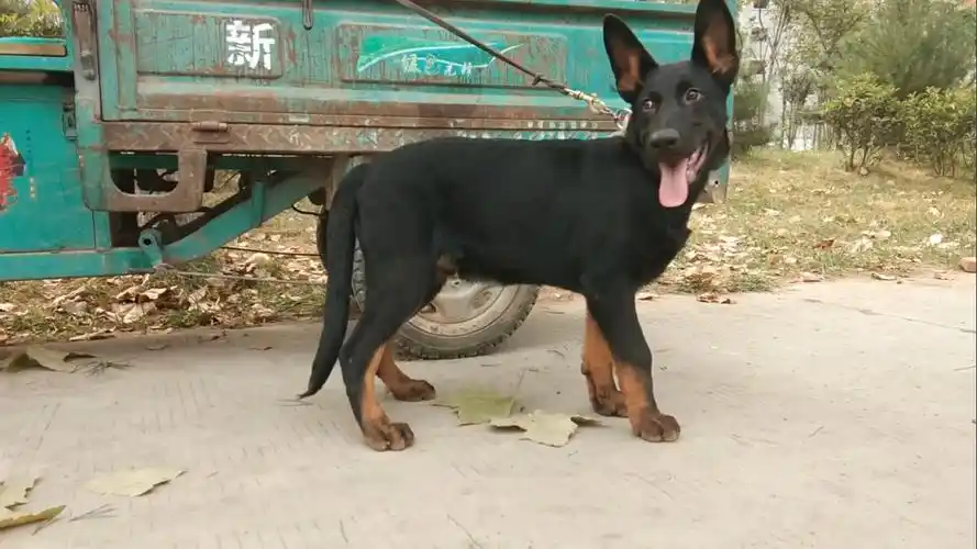 粉丝想看黑狼犬小伙必须得满足粉丝的要求3个月的幼犬欣赏下