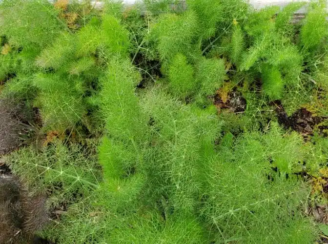 茴香苗饺子真香