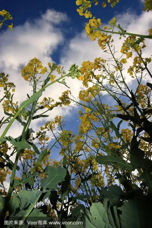 油菜花,田地,芥花籽油,垂直画幅,地形