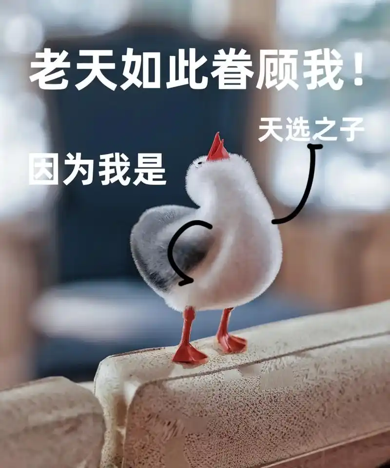 海鸥表情包.#可爱的人总是发现可爱的事 #这样萌萌的小毛孩可 - 抖音