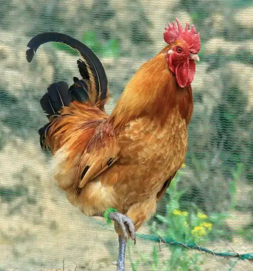 2017年生态散养鸡品种推荐!