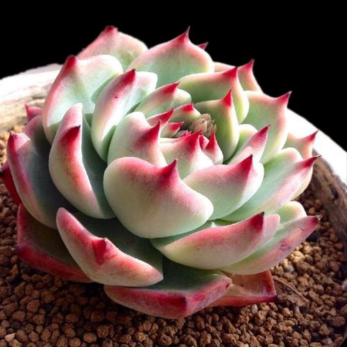 多肉植物水蜜桃吉娃娃巨型超萌肉肉易爆办公室盆栽多肉植物