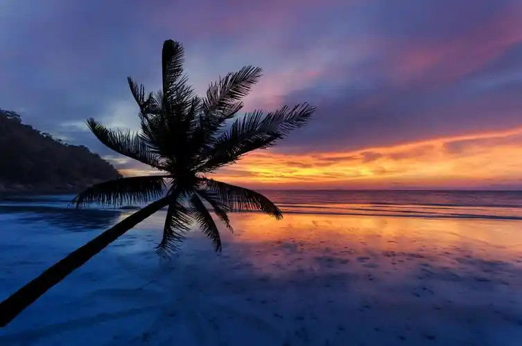 黄昏沙滩上的椰子树