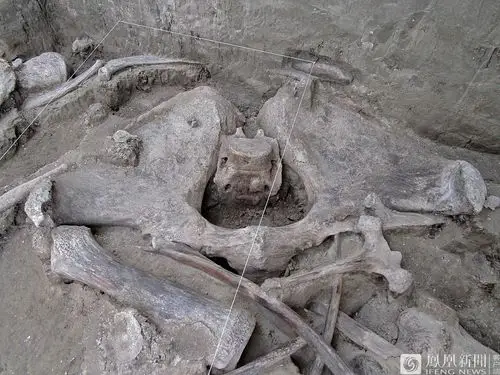 墨西哥发现14头猛犸象遗骸_凤凰网资讯_凤凰网