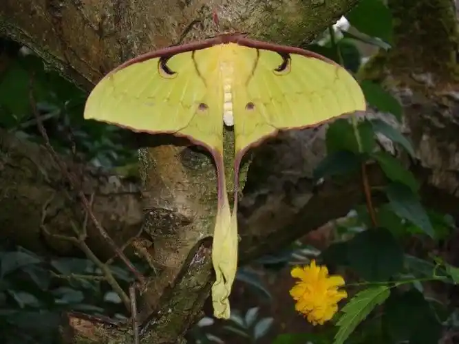 月神闪蝶--go百科网