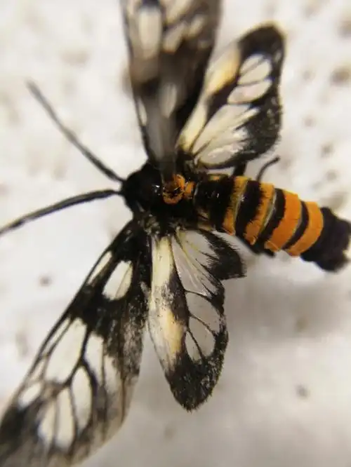 网锦斑蛾草丛中的小可爱