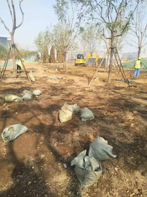 3,c区东侧整理地被绿化用地并进行土壤改良.