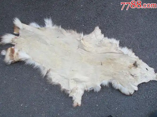 狗皮 大小图中有示,瑕疵在图上,快递费用20_其他