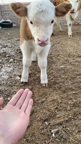 小小爱宠萌化你#第一次看到这么干净漂亮的小奶牛刚喝完奶还在吐排葺