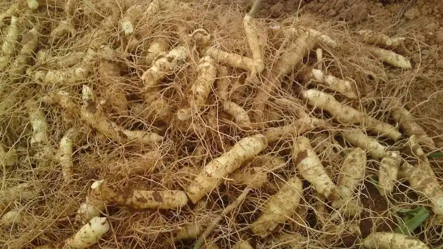 中草药尾参的功效与禁忌教你自制尾参茶