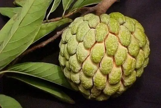 你没见过的神奇水果 猴面包树的果实是什么样的么~~来看看