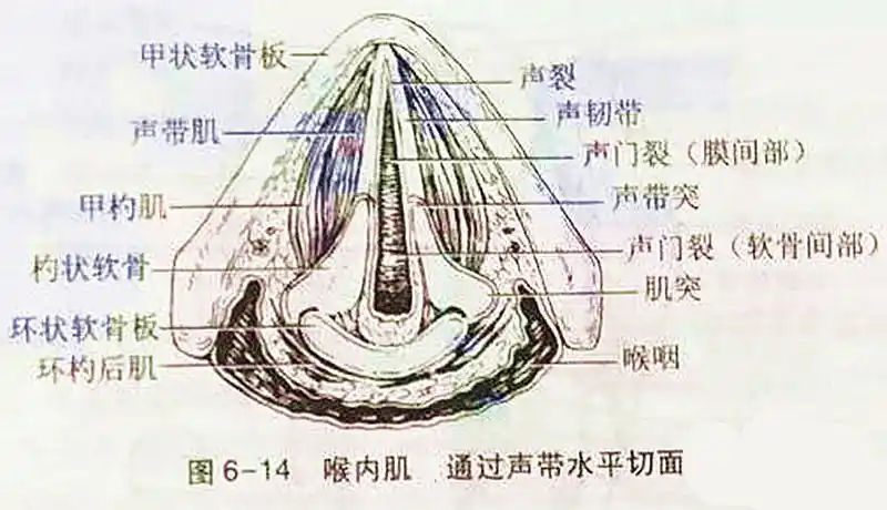 先讲一下它的原因,杓状软骨脱位多为喉镜片置入过深直达环状软骨后上