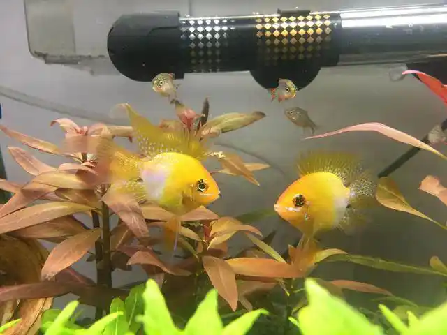 养好金波子鱼的几点注意事项