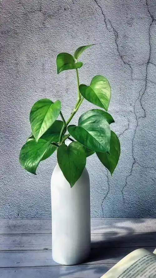 室内养"4种花",四季常绿很好养,不停长枝叶,家中空气一级棒