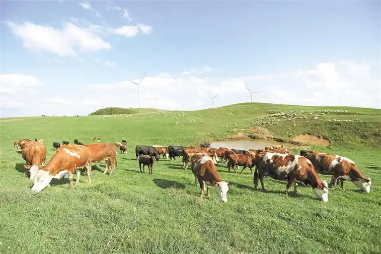 威宁满山遍绿见牛羊