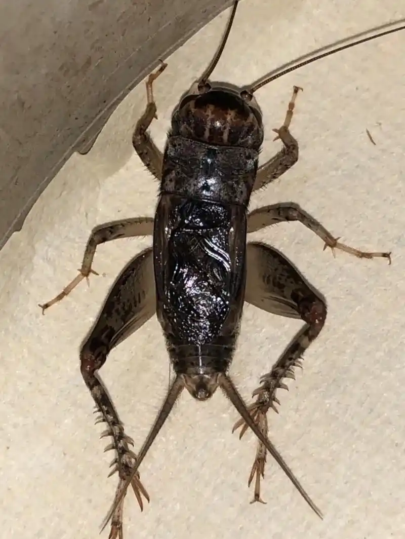 【白虫】2020年我对白虫有了新的认识……#蛐蛐 #斗蟋蟀  - 抖音