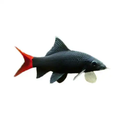 红尾黑鲨(原产于泰国湄南河的鱼类)_尚可名片