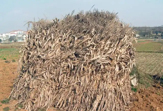 玉米秸秆