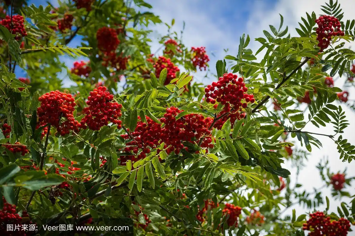 夏末的红花梨树