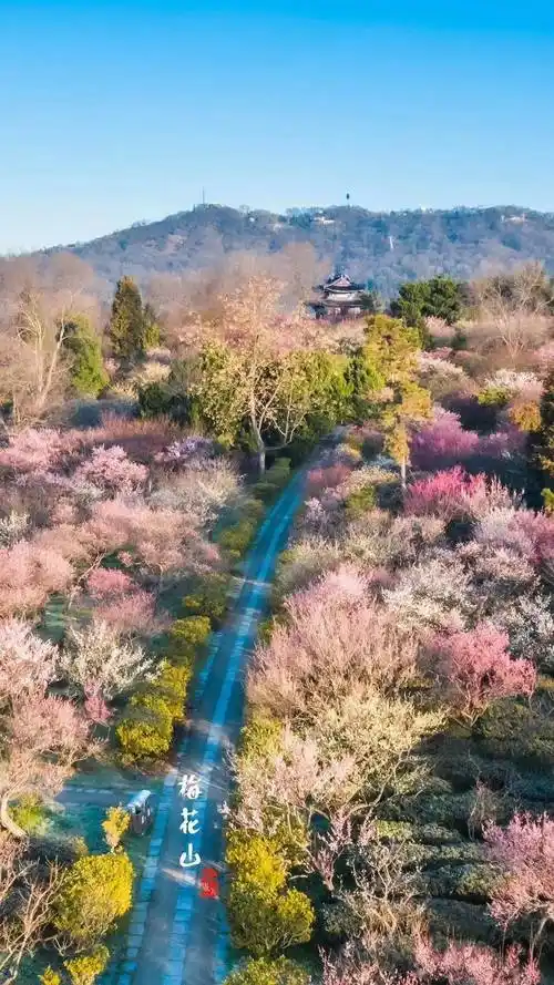 【山水自组团】南京梅花山赏梅,明孝陵,老门东纯玩一日游148元/人
