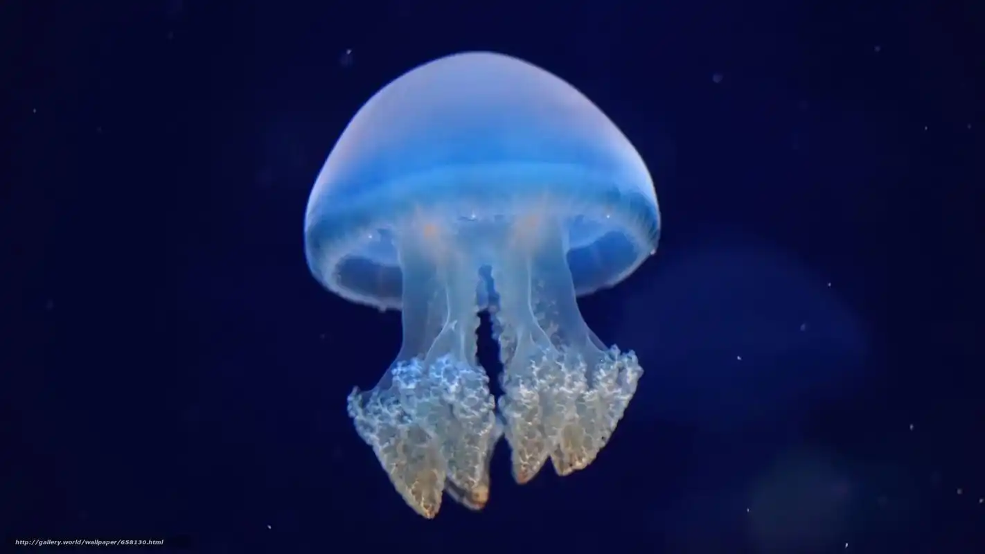 海蜇蜇人是什么原因?蜇了之后有什么症状,怎样处理