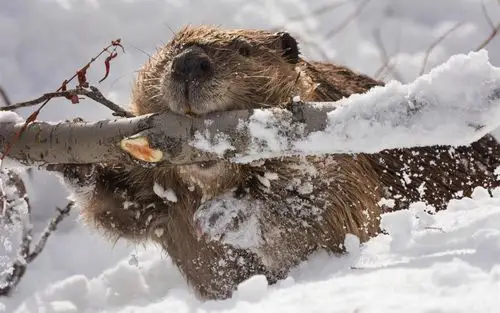 可爱的海狸啃树,冬天,雪 壁纸 - 1440x900