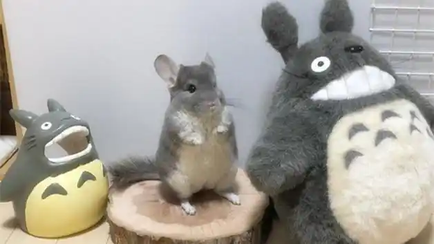 龙猫长什么样子