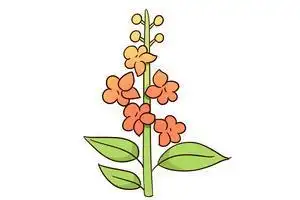 金鱼草简笔画彩色