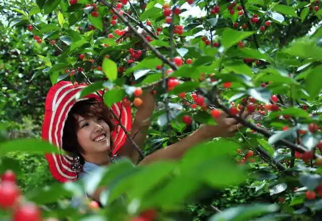 【周末去哪儿】去摘樱桃,并美美的吃掉它... - 四川网络广播电视台 -