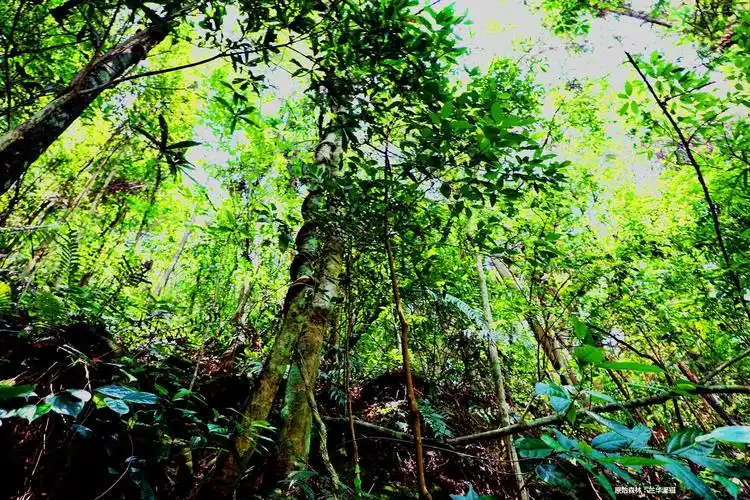 静寂的原始森林,九万大山中