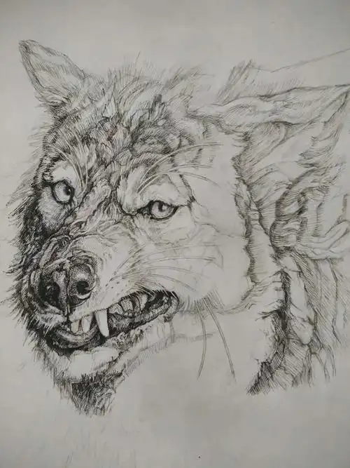 《狼》的绘画步骤