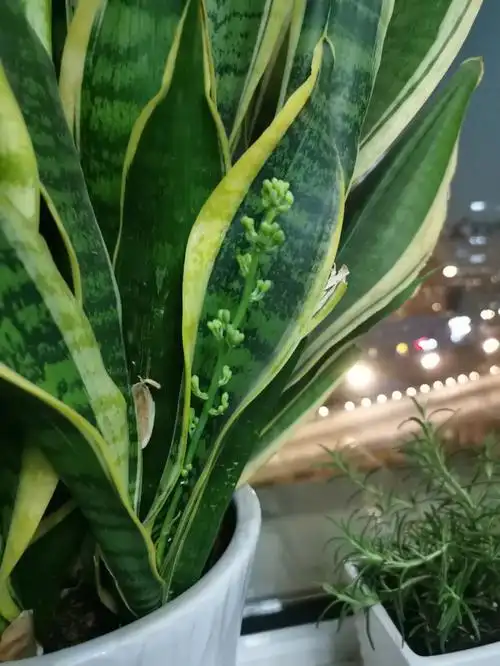 虎皮兰开花了超级香浓烈熏人的香