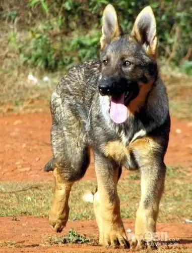 观历史看狼青和德牧,望今朝还是金毛霹雳