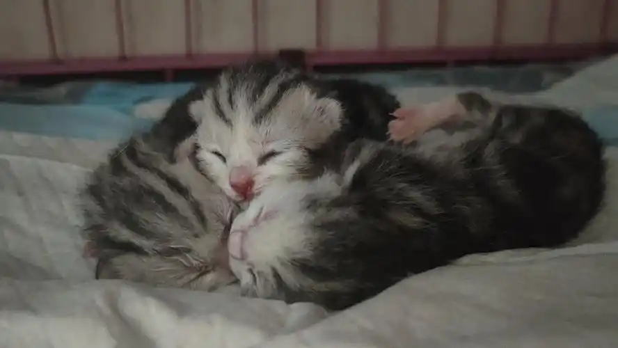 刚出生的美短小猫崽