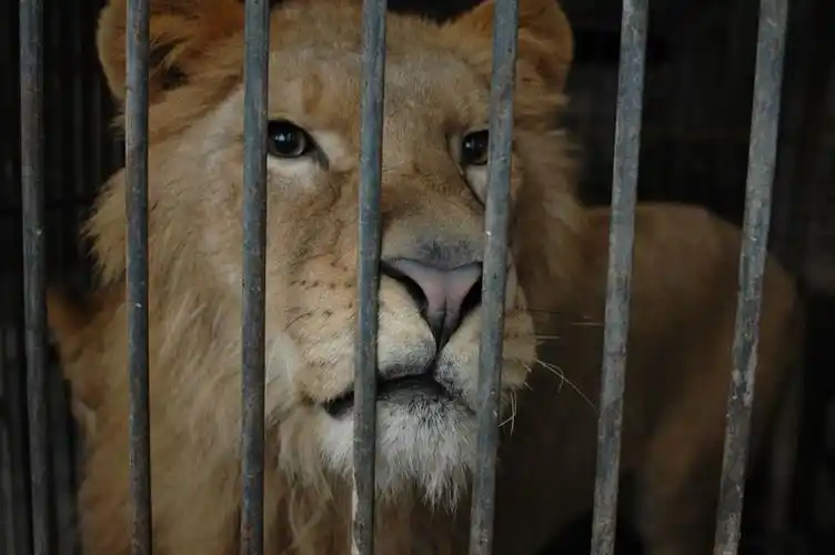牢笼 与 眼睛 第一次这么近距离看狮子的眼睛!