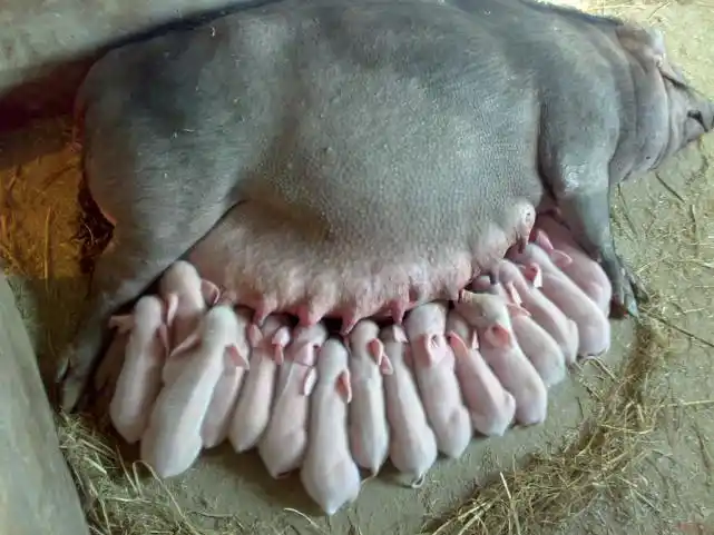 浅谈养母猪为什么离不开泰妙菌素