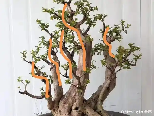 创作盆景,关键在于蓄养,如何蓄养?学会这3招,就能知道怎么干