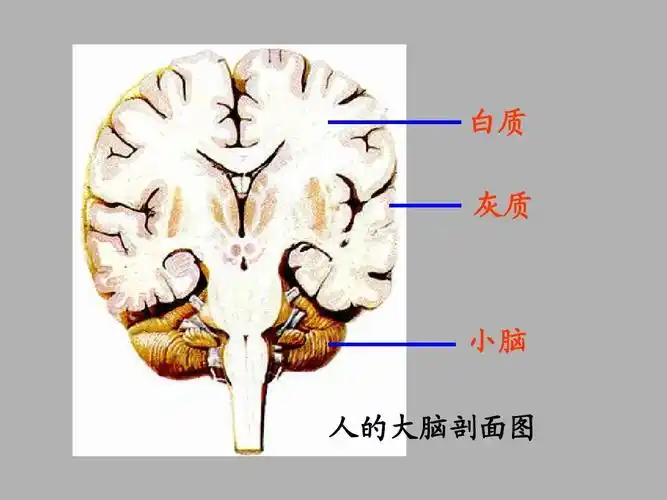 白质 灰质 小脑 人的大脑剖面图