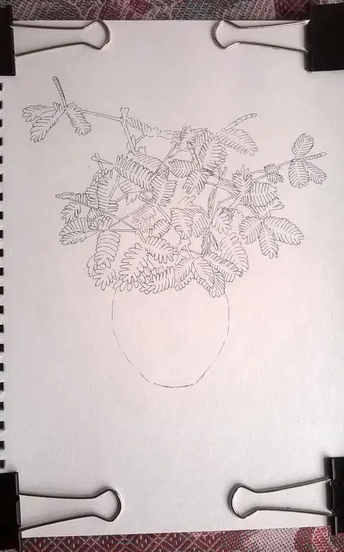 圆珠笔画——含羞草