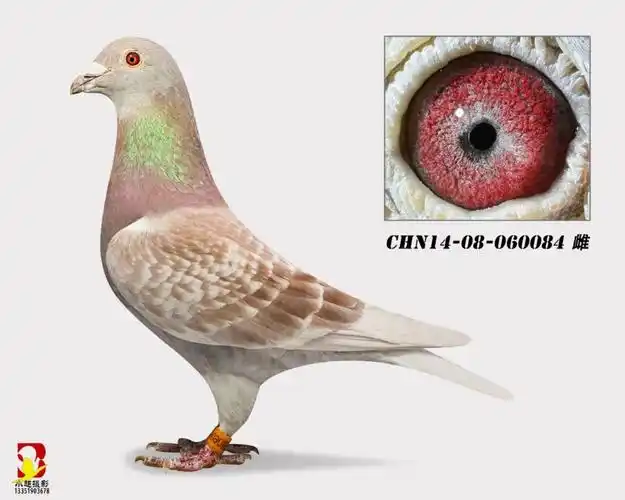 绛-东明鸽业-中信网爱鸽商城