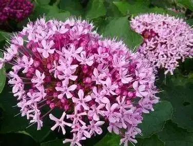 中草药详解(连载147)      臭茉莉别名:臭屎茉莉, - 抖音