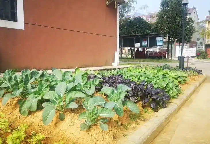 小美庭院扮靓大美乡村江山市美丽庭院一米菜园建设成果掠影下