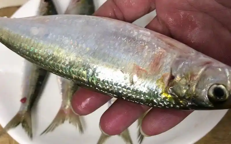 花4元买5条肥美青鳞鱼,大叔教你广东美极做法,焦香入味下酒一流